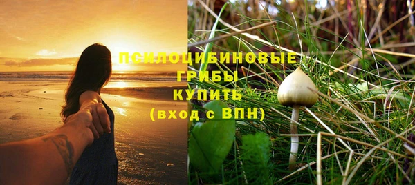 прущие грибы Баксан